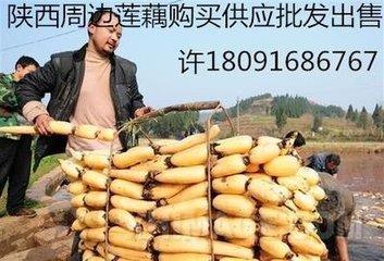 河南浅水藕种植每亩需要投资多少钱郑州莲藕种