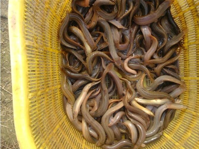 2016年台湾鳗鳅养殖鳅苗预定中