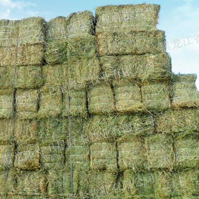 【东北羊草草捆厂家供应批发一等碱草】价格,厂家,植物性饲料-搜了网