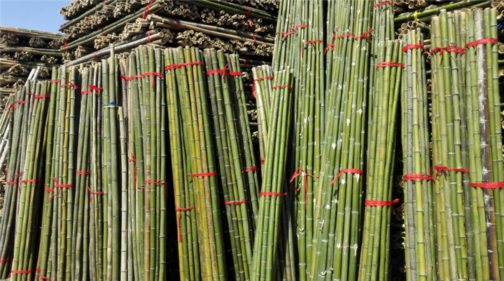 竹子价格北京那里卖竹子购买竹子批发竹子市场