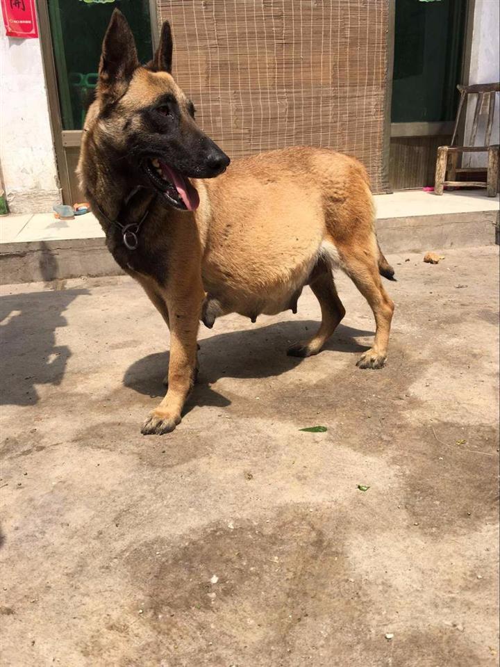 銅陵基地直銷純種牧羊犬幼犬馬犬黑背小狼狗貨真價實