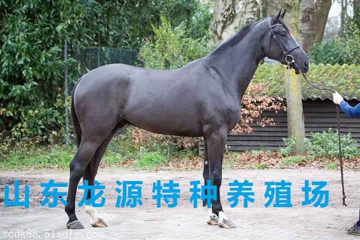 矮馬】價格2800--5000元之間半血馬,混血馬,純血馬,要看馬談價.