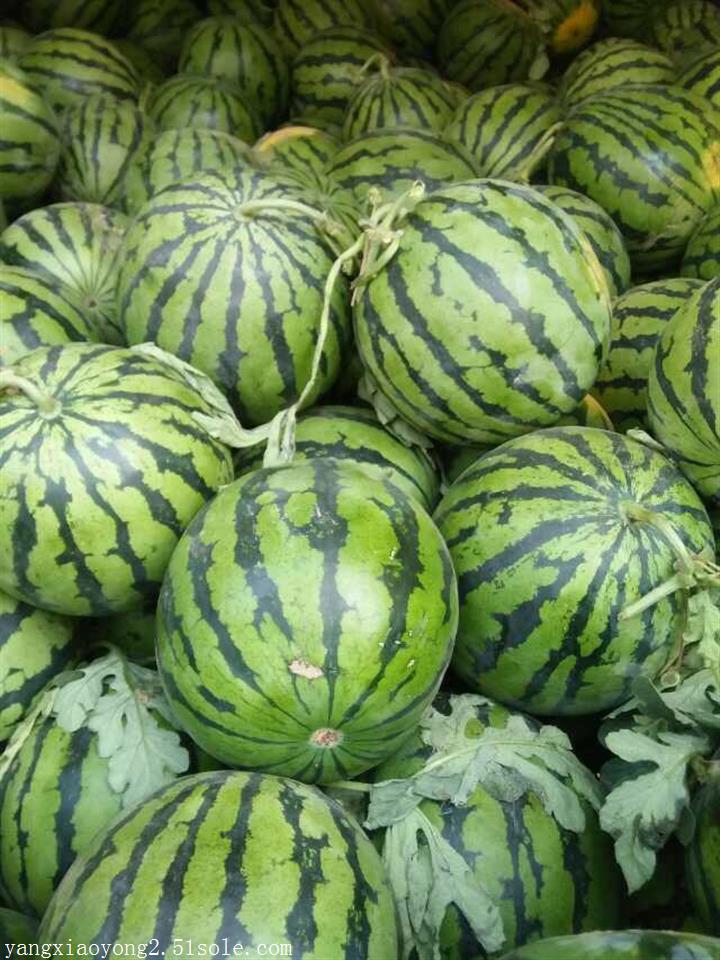 大棚甜王西瓜销售价格 大棚京欣西瓜批发价格图片_高清图-陕西大荔小