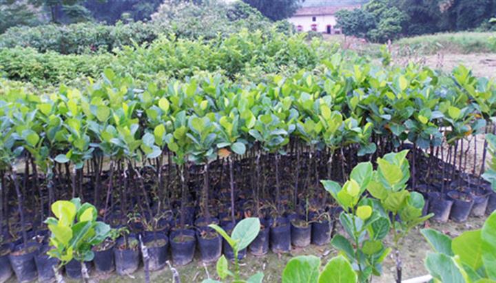 新品种马来西亚1号四季菠萝蜜苗木 木菠萝树菠萝果树苗 热带水果
