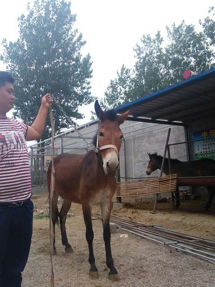 綏濱縣祥恆畜牧幹活騾子首選馬騾