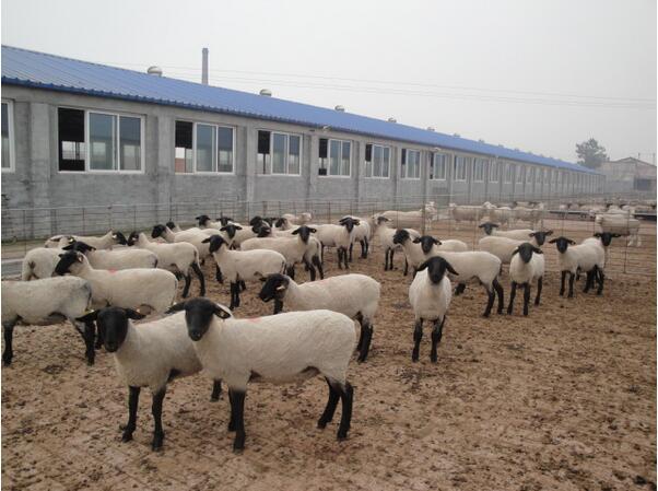 黑萨福克羊养殖基地